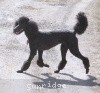 A photo of Sunridge Midnight Princess, a blue standard poodle