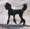 A photo of Sunridge Midnight Princess, a blue standard poodle