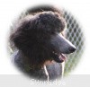 A photo of Sunridge Midnight Warrior Prince, a silver standard poodle