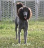 A photo of Sunridge Midnight Warrior Prince, a silver standard poodle