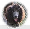 A photo of Sunridge Midnight Warrior Prince, a silver standard poodle
