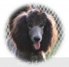 A photo of Sunridge Midnight Warrior Prince, a silver standard poodle