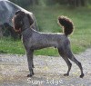 A photo of Sunridge Midnight Warrior Prince, a silver standard poodle