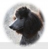 A photo of Sunridge Midnight Warrior Prince, a silver standard poodle