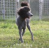 A photo of Sunridge Midnight Warrior Prince, a silver standard poodle