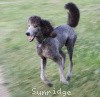 A photo of Sunridge Gallant Midnight Warrior, a silver standard poodle