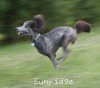 A photo of Sunridge Gallant Midnight Warrior, a silver standard poodle