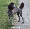 A photo of Sunridge Gallant Midnight Warrior, a silver standard poodle