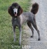 A photo of Sunridge Gallant Midnight Warrior, a silver standard poodle