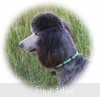 A photo of Sunridge Gallant Midnight Warrior, a silver standard poodle