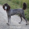 A photo of Sunridge Gallant Midnight Warrior, a silver standard poodle