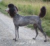 A photo of Sunridge Gallant Midnight Warrior, a silver standard poodle