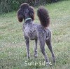 A photo of Sunridge Gallant Midnight Warrior, a silver standard poodle