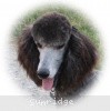 A photo of Sunridge Gallant Midnight Warrior, a silver standard poodle