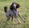 A photo of Sunridge Midnight Warrior Prince, a silver standard poodle