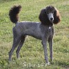 A photo of Sunridge Midnight Warrior Prince, a silver standard poodle