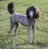 A photo of Sunridge Midnight Warrior Prince, a silver standard poodle