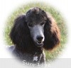 A photo of Sunridge Midnight Warrior Prince, a silver standard poodle