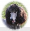 A photo of Sunridge Midnight Warrior Prince, a silver standard poodle