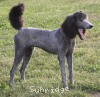 A photo of Sunridge Midnight Warrior Prince, a silver standard poodle