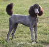 A photo of Sunridge Midnight Warrior Prince, a silver standard poodle