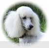 A photo of Sunridge Forever Untouchable, a white standard poodle