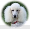 A photo of Sunridge Forever Untouchable, a white standard poodle