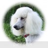 A photo of Sunridge Forever Untouchable, a white standard poodle