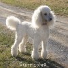 A photo of Sunridge Forever Untouchable, a white standard poodle