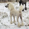 A photo of Sunridge Forever Untouchable, a white standard poodle