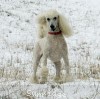 A photo of Sunridge Forever Untouchable, a white standard poodle