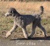 A photo of Sunridge Crystal Masterpiece, a silver standard poodle