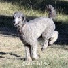 A photo of Sunridge Crystal Masterpiece, a silver standard poodle