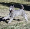 A photo of Sunridge Crystal Masterpiece, a silver standard poodle