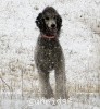 A photo of Sunridge Crystal Masterpiece, a silver standard poodle