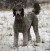 A photo of Sunridge Crystal Masterpiece, a silver standard poodle