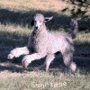 A photo of Sunridge Crystal Masterpiece, a silver standard poodle