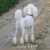 A photo of Sunridge Forever Untouchable, a white standard poodle