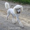 A photo of Sunridge Forever Untouchable, a white standard poodle