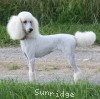 A photo of Sunridge Forever Untouchable, a white standard poodle