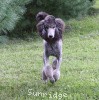 A photo of Sunridge Midnight Warrior Prince, a silver standard poodle