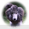 A photo of Sunridge Midnight Warrior Prince, a silver standard poodle