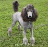 A photo of Sunridge Midnight Warrior Prince, a silver standard poodle