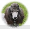 A photo of Sunridge Midnight Warrior Prince, a silver standard poodle