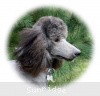 A photo of Sunridge Midnight Warrior Prince, a silver standard poodle