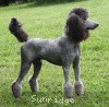 A photo of Sunridge Midnight Warrior Prince, a silver standard poodle