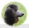 A photo of Sunridge Midnight Warrior Prince, a silver standard poodle