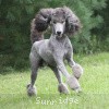 A photo of Sunridge Midnight Warrior Prince, a silver standard poodle