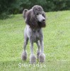 A photo of Sunridge Midnight Warrior Prince, a silver standard poodle