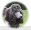 A photo of Sunridge Midnight Warrior Prince, a silver standard poodle